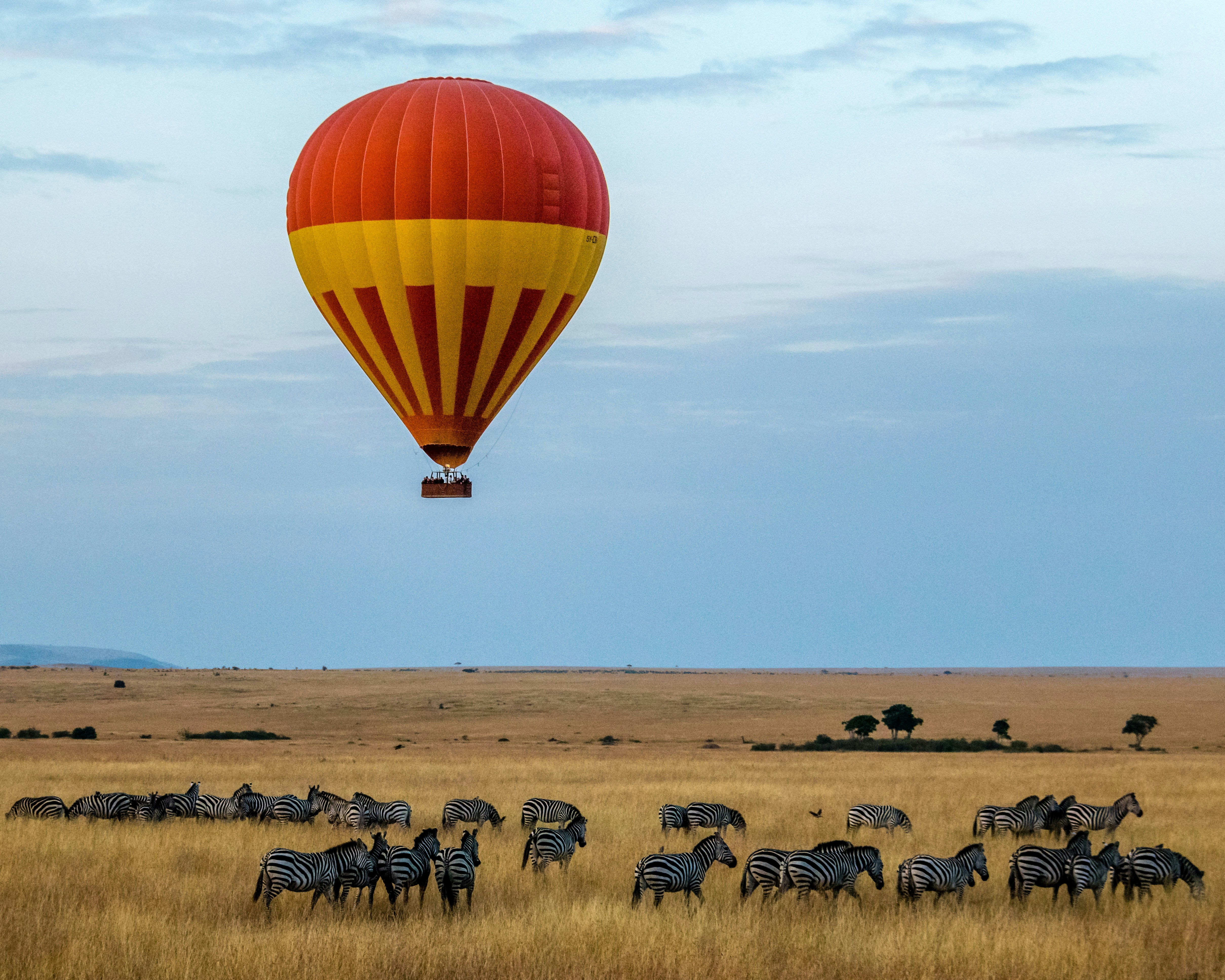 Hot air balloon floating over zebras on the savannah