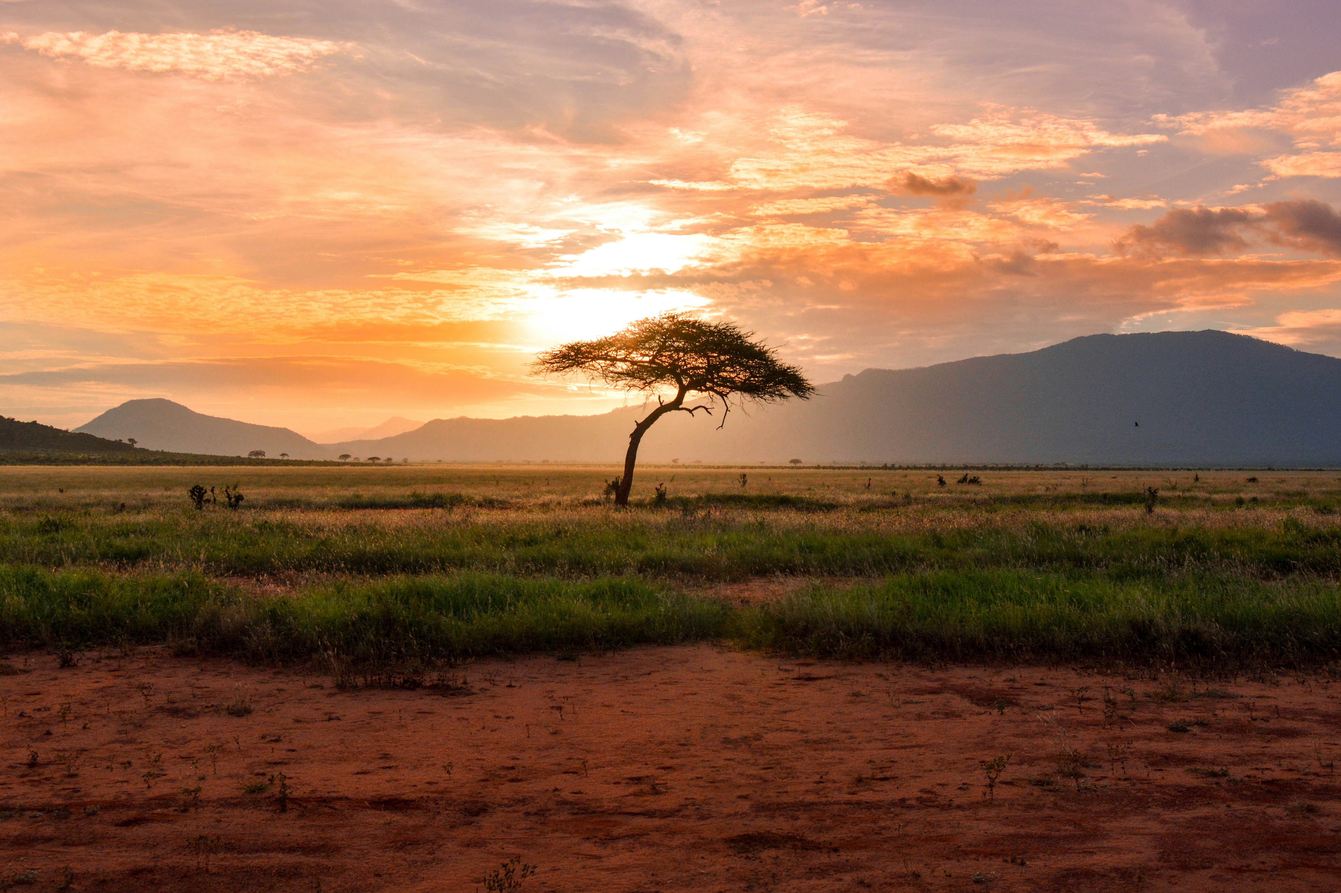 Golden sunset over the Kenyan savannah with acacia trees